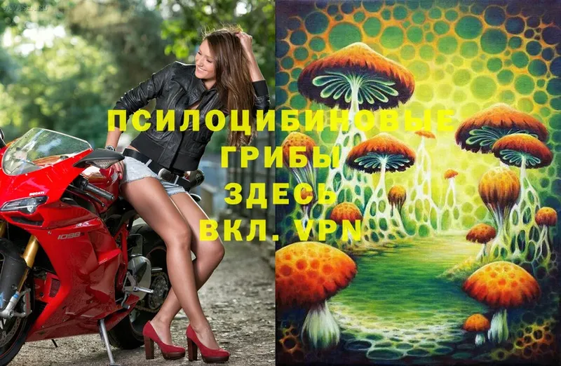 Галлюциногенные грибы Psilocybine cubensis  Инта 